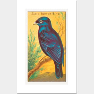 Satin Bower Bird Posters and Art